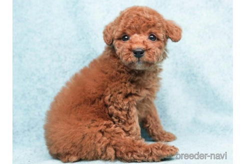 成約済の東京都のトイプードル-208865の3枚目